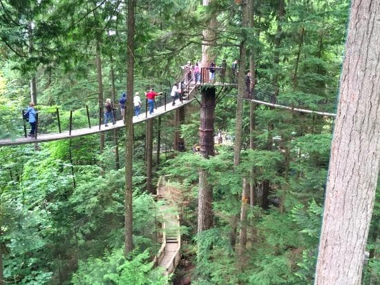 Treetops Adventure | Photo: Bianca Bujan