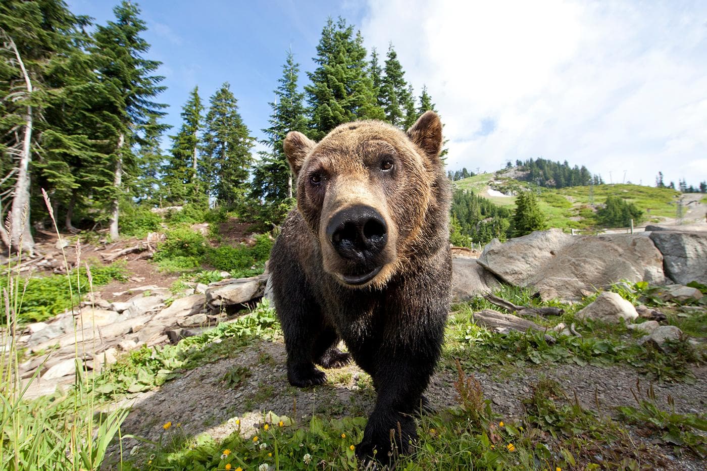 Grouse Mountain, The Peak of Vancouver